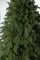Лапландская ель зеленая 3 м премиум