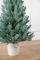 Лапландська ялинка в горщику 0,9 м блакитна