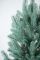 Лапландська ялинка в горщику 0,9 м блакитна