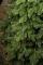 Ковалівська ялинка 2,1 м зелена преміум Ковалівська ялинка 2,1 м зелена преміум
