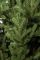 Віденська ялинка преміум 2,1 м зелена