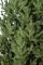 Віденська ялинка преміум 2,3 м зелена