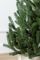 Віденська ялинка в горщику 0,7 м зелена