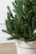 Віденська ялинка в горщику 0,7 м зелена