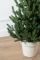 Віденська ялинка в горщику 0,9 м зелена