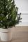 Віденська ялинка в горщику 0,7 м Весняна Віденська ялинка в горщику 0,7 м Весняна