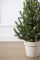 Віденська ялинка в горщику 0,7 м Весняна Віденська ялинка в горщику 0,7 м Весняна