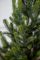 Віденська ялинка в горщику 0,7 м Весняна Віденська ялинка в горщику 0,7 м Весняна