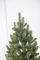 Венская ель в горшке 0,9 м Весенняя