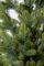 Венская ель в горшке 0,9 м Весенняя