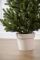 Венская ель в горшке 0,9 м Весенняя
