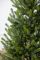 Венская ель в горшке 1,1 м Весенняя