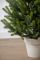 Венская ель в горшке 1,1 м Весенняя