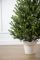Венская ель в горшке 1,1 м Весенняя