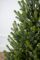 Венская ель в горшке 1,1 м Весенняя