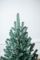 Венская ель в горшке 0,7 м голубая