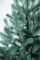 Венская ель в горшке 0,7 м голубая