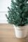 Венская ель в горшке 0,7 м голубая