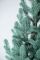 Венская ель в горшке 1,1 м голубая