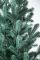 Венская ель в горшке 1,1 м голубая