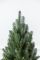 Лапландська ялинка в горщику 1,1 м зелена