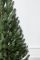 Лапландська ялинка в горщику 1,1 м зелена