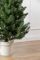 Лапландська ялинка в горщику 0,9 м зелена Лапландська ялинка в горщику 0,9 м зелена