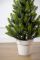 Лапландська ялинка в горщику 0,7 м Весняна
