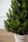 Лапландська ялинка в горщику 0,7 м Весняна
