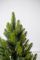 Лапландська ялинка в горщику 0,7 м Весняна