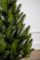 Лапландська ялинка в горщику 0,7 м Весняна