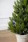 Лапландська ялинка в горщику 0,7 м Весняна