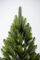 Лапландская ель в горшке 0,9 м Весенняя
