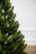 Лапландская ель в горшке 0,9 м Весенняя