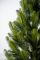 Лапландская ель в горшке 0,9 м Весенняя