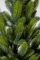 Лапландская ель в горшке 0,9 м Весенняя
