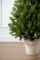 Лапландська ялинка в горщику 1,1 м Весняна