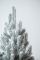 Віденська ялинка в горщику 0,7 м Засніжена
