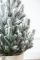 Віденська ялинка в горщику 0,7 м Засніжена