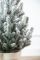Віденська ялинка в горщику 0,7 м Засніжена