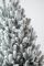 Венская ель в горшке 0,9 м Заснеженная