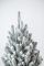 Венская ель в горшке 0,9 м Заснеженная