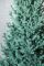 Венская ель премиум 3 м голубая